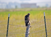 Hawk 4362